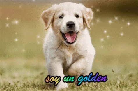 Golden Retriever GIF - Golden Retriever - Discover & Share GIFs