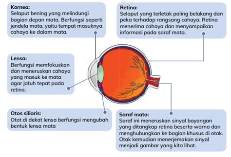 kunci jawaban ilmu pengetahuan alam  sosial ipas kelas  halaman