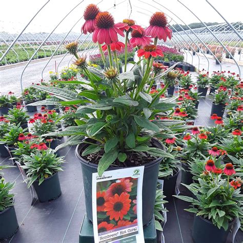 Sombrero® Hot Coral Coneflower - Grown By Overdevest