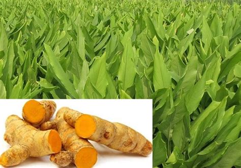 Organic Turmeric Planting, Growing, Harvesting Techniques | Agri Farming