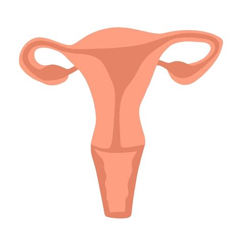 Ilustración Aislada Por Vector Del útero De Una Mujer Fertilidad