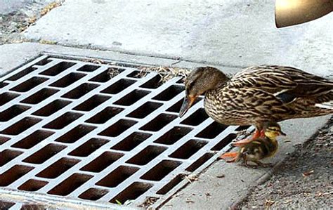 Ducklings Rescued From Sewer Angelic Hugs