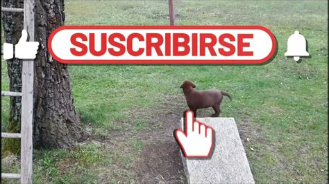 Labrador Retriever Bela Hat Ein Wundersch Nes Neues Zuhause Und Neue