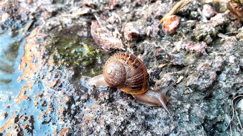 Snail Animal Small - Free photo on Pixabay