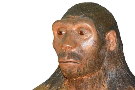 Características del Homo Habilis