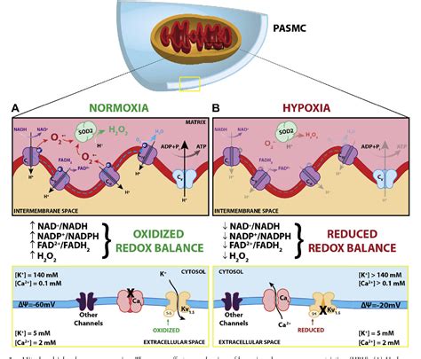 Table 1 From Hypoxic Pulmonary Vasoconstriction From Molecular