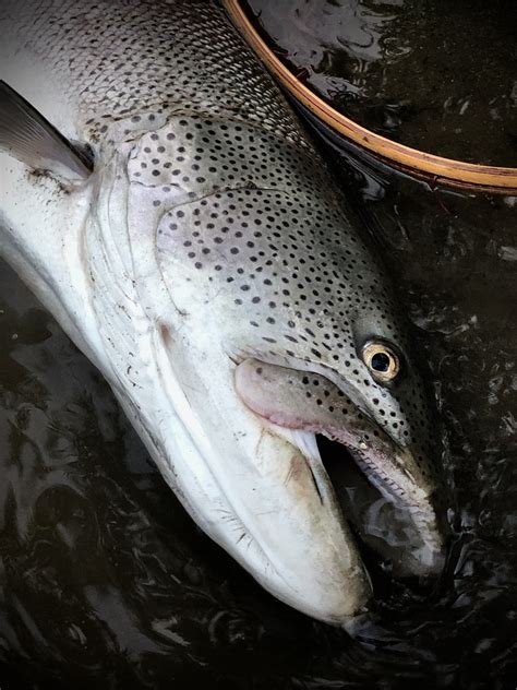 イトウ Bigtrout Fishing Hokkaido