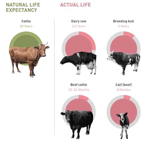 Age of Farm Animals - FOUR PAWS in US - Global Animal Protection