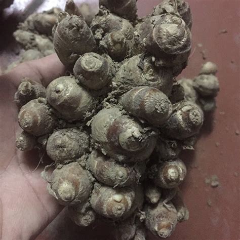 Fresh Sand Ginger Mai Hoa Phu Production Import Export Trading