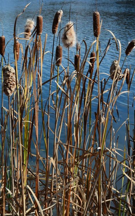 Cattails On Pond In Late Autumn Stock Photo Image Of Pond Vertical