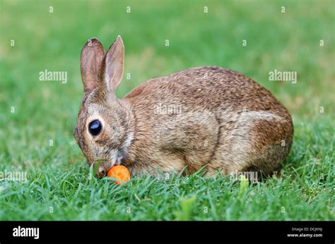 Rabbit With Carrot Hi Res Stock Photography And Images Alamy