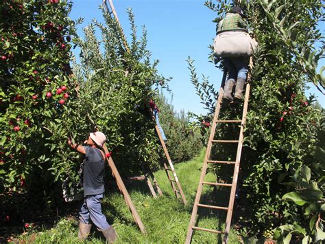 Inside The Life Of An Apple Picker The Salt Npr