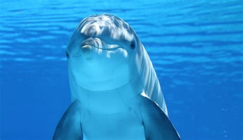 Tout Savoir Sur Les Dauphins Thologie Du Dauphin O Vit Il Comment