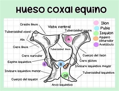 Hueso Coxal Equino Fraii UDocz