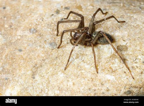 The big house spider Tegenaria domestica Stock Photo - Alamy