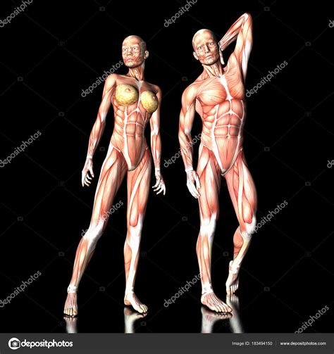 Digital Visualization Human Anatomy — Stock Photo © CHROMORANGE #183494150