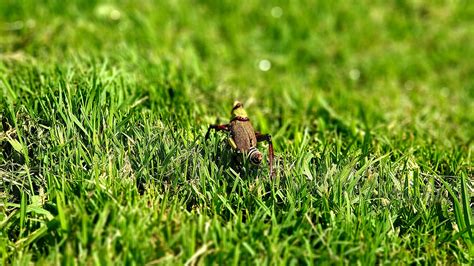 How to Control Garden Pests | JHC Landscaping