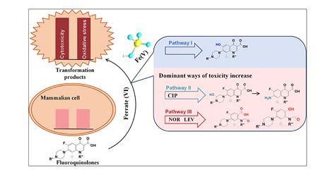 Fe V Dominates The Toxicity Increase Pathway During Ferrate VI