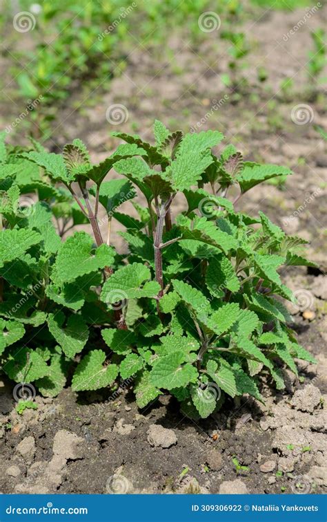 Organic Lemon Balm Bushes Growing In The Garden Stock Photo Image Of