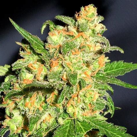 Best Bruce Banner Feminised Cardiff Seed Bank