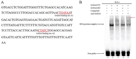 Gata4 Binds To The Conserved Gata Binding Sites On The Hand2 Gene A