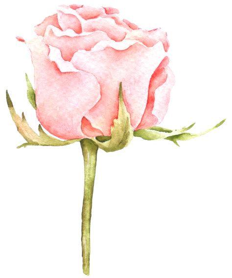 Coleção De Aquarela De Flor Rosa 10312961 Png