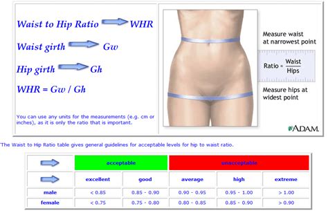 Waist-to-Hip Ratio – Healthy Options – Nutrition, Weight Loss, Wellness ...