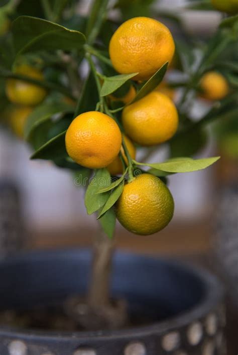 Calamondin Or Citrus Mitis Plant With Ripe Small Orange Fruits Potted