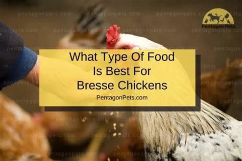 How To Raise And Care For Bresse Chicken Pentagon Pets