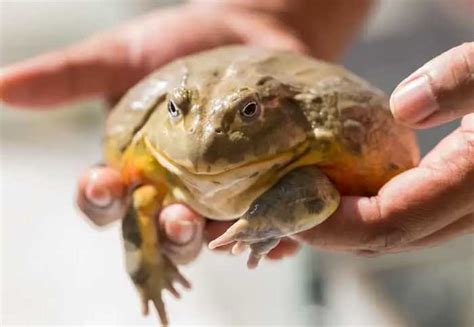 African Bullfrog Lifespan: How Long Do They Live