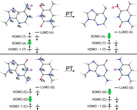 proton transfer induced somo  homo level switching   electron