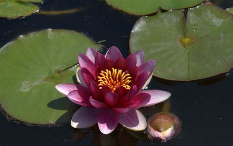 Water Lily 4k