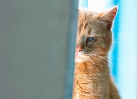 Depression In Cats Symptoms And Treatment Mood Disorders In Cats Petmd