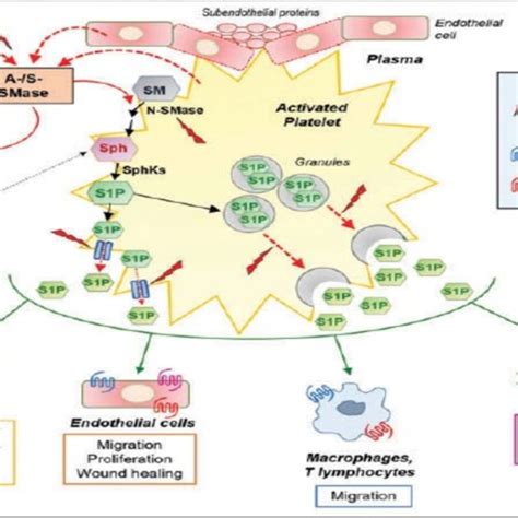 Origins And Roles Of Platelet Derived Sphingosine Phosphate In