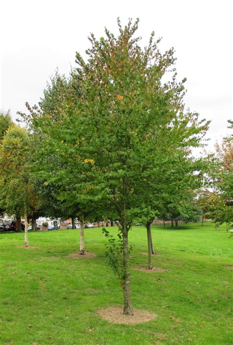 Cercidiphyllum Japonicum In Hailey Park