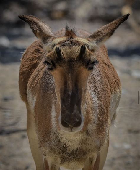 Antilope Americano Antilocapra Americana El Rincon Del Botanico