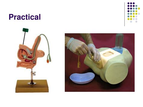 PPT - Catheterisation PowerPoint Presentation, free download - ID:634025