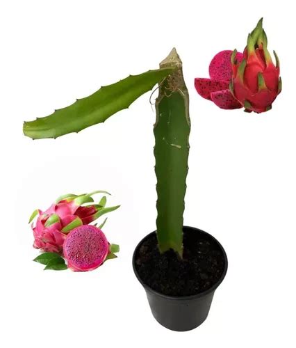 Muda De Pitaya 40cm Casca Vermelha Polpa Vermelha Enraizada MercadoLivre