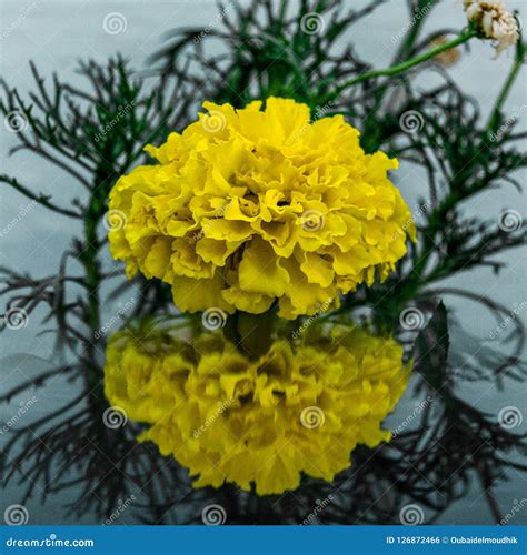 Reflected Curvy Yellow Flower Stock Photo Image Of Green Flowers