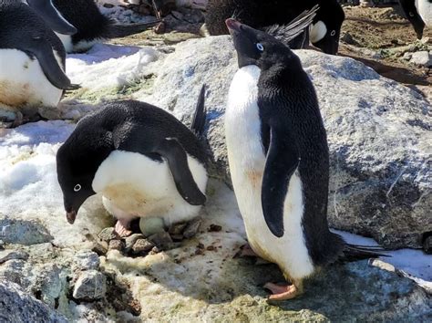 Qui Habite L Antarctique Etude Du Climat Et Du Cycle Hydrologique