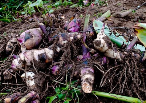 Quand Et Comment Planter Des Cannas