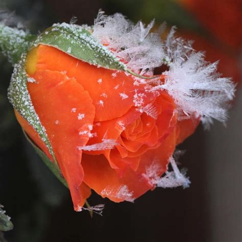 Rose In Winter S Frost Fleur Jardin Faune Et Flore Fleurs