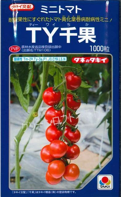 送料無料 トマト Ty千果 1000粒 タキイ種苗株野菜種大玉トマト・桃太郎系・中玉トマト・ミニトマトグリーンロフトネモト直営