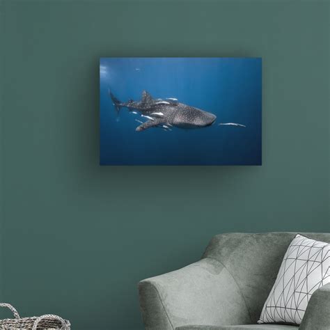 Highland Dunes Whale Shark By Barathieu Gabriel Wrapped Canvas Photograph Wayfair