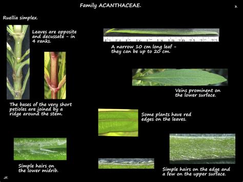 1 Ruellia simplex - Botany Brisbane