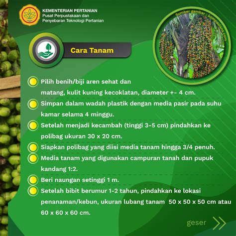 Tips Mudah Pembibitan Tanaman Aren