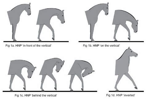 Hyperflexion Gets The Thumbs Down From Equitation Scientists Horse