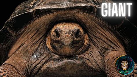 Meet The Giants Galapagos Tortoises Epic Evolutionary Tale Youtube