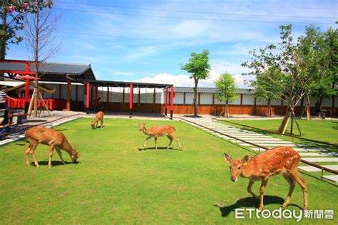 全台唯一！宜蘭張美阿嬤農場打造日式庭園 穿浴衣餵小鹿宛如身在日本 Ettoday旅遊雲 Ettoday新聞雲