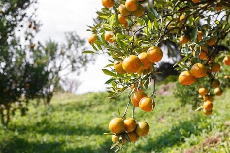 Orange Farm Stock Photos, Images and Backgrounds for Free Download